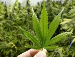 Tiga Pemuda Dituntut Hukuman Mati Setelah Terlibat Kasus Ganja 151 Kg