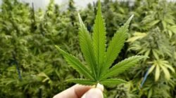 Penemuan Ladang Ganja 25 Hektare di Nagan Raya: Dari Penangkapan Kurir hingga Pemusnahan