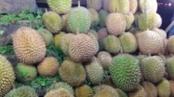 Peningkatan Penyulundupan Durian Ilegal: Ancaman bagi Ekonomi Lokal