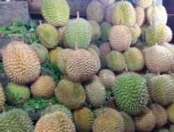 Peningkatan Penyulundupan Durian Ilegal: Ancaman bagi Ekonomi Lokal