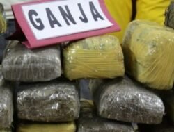 Pengiriman Narkoba: Polisi Tangkap Dua Kurir dan Amankan 255 Kg Ganja