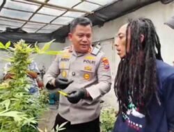 Penangkapan Petani Ganja di Jombang: Sebuah Penggerebekan yang Mengejutkan