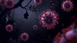 Virus Nipah Kembali Mengemuka, Ini Ulasan Lengkap dan Mudah Dipahami untuk Masyarakat Indonesia