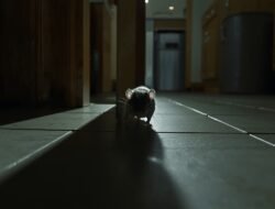 Tikus Tak Kunjung Pergi? Ini Panduan Lengkap dan Lebih Sistematis Mengusirnya Sampai Tuntas