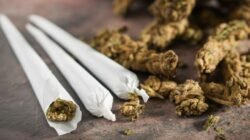 Polisi Tangkap Pengedar Narkoba Berhasil Amankan 10 Kg Ganja di Jakarta Barat