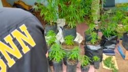 Terendus dari Aroma Menyengat, Polisi Bongkar Aksi Pemuda Solo Tanam Ganja di Rumah