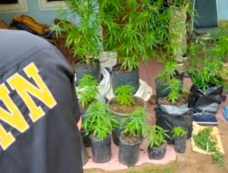 Terendus dari Aroma Menyengat, Polisi Bongkar Aksi Pemuda Solo Tanam Ganja di Rumah